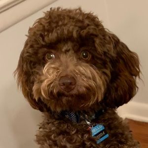 Meet your Posher, Mickey